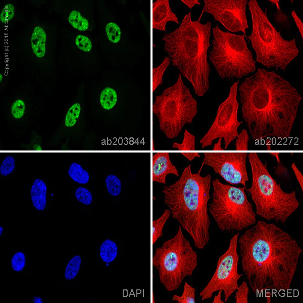 Immunocytochemistry/ Immunofluorescence - Alexa Fluor® 488 Anti-CUG-BP1 antibody [EPR8298(B)] (AB203844)