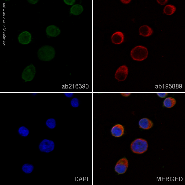 Immunocytochemistry/ Immunofluorescence - Alexa Fluor® 488 Anti-CXCR4 antibody [EPUMBR3] (AB216390)