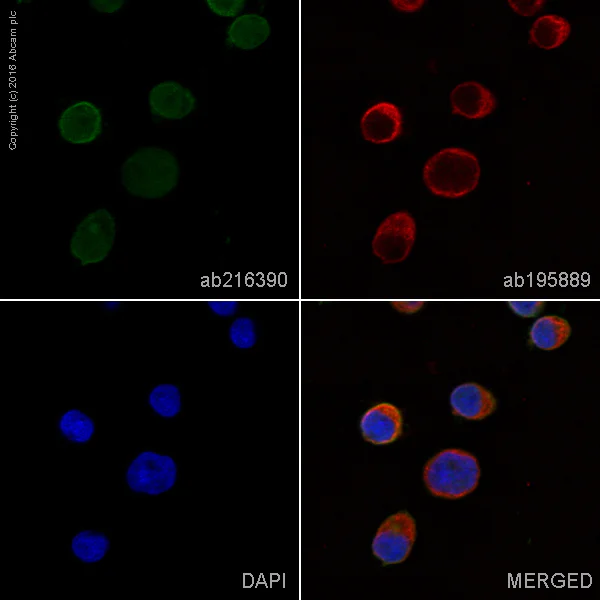 Immunocytochemistry/ Immunofluorescence - Alexa Fluor® 488 Anti-CXCR4 antibody [EPUMBR3] (AB216390)