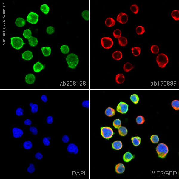 Immunocytochemistry/ Immunofluorescence - Alexa Fluor® 488 Anti-CXCR4 antibody [UMB2] (AB208128)
