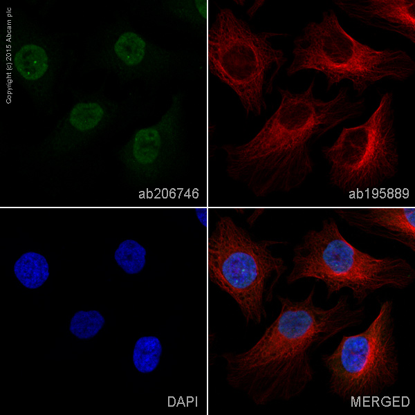 Immunocytochemistry/ Immunofluorescence - Alexa Fluor® 488 Anti-Cyclin A1 + Cyclin A2 antibody [EPR18054] (AB206746)