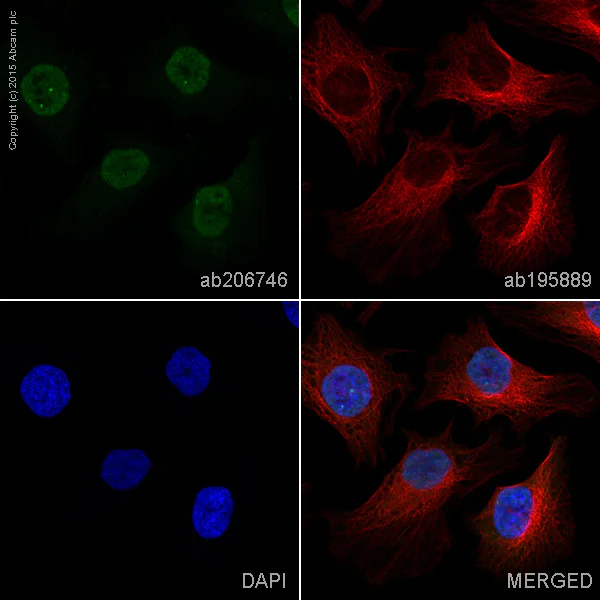 Immunocytochemistry/ Immunofluorescence - Alexa Fluor® 488 Anti-Cyclin A1 + Cyclin A2 antibody [EPR18054] (AB206746)