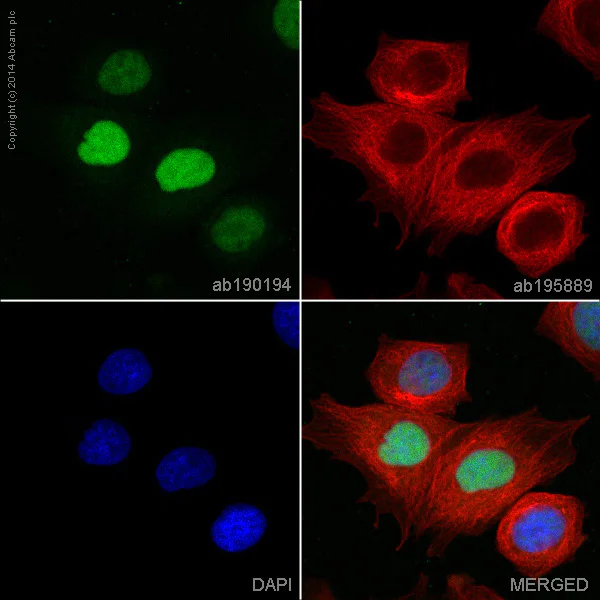 Immunocytochemistry/ Immunofluorescence - Alexa Fluor® 488 Anti-Cyclin D1 antibody [EPR2241] (AB190194)