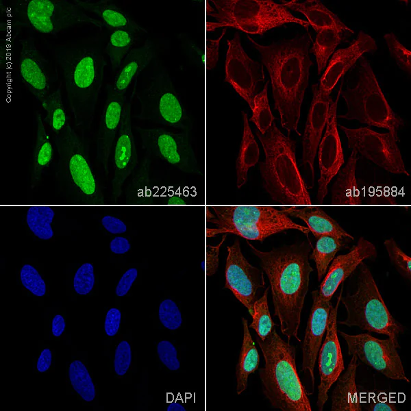 Immunocytochemistry/ Immunofluorescence - Alexa Fluor® 488 Anti-Cyclin D2 antibody [EPR19659] (AB225463)