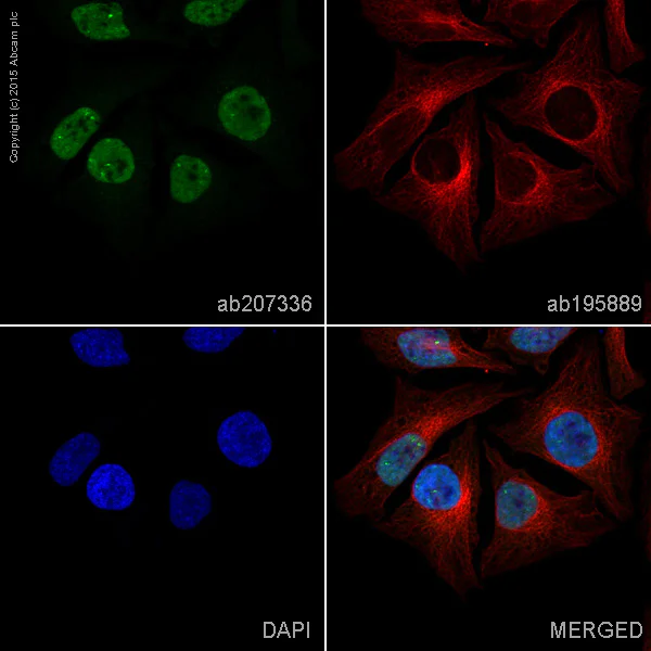 Immunocytochemistry/ Immunofluorescence - Alexa Fluor® 488 Anti-Cyclin E2 antibody [E142] (AB207336)