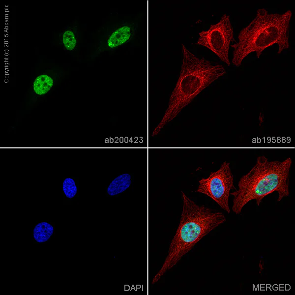 Immunocytochemistry/ Immunofluorescence - Alexa Fluor® 488 Anti-Cyclin E2 antibody [EP454Y] (AB200423)