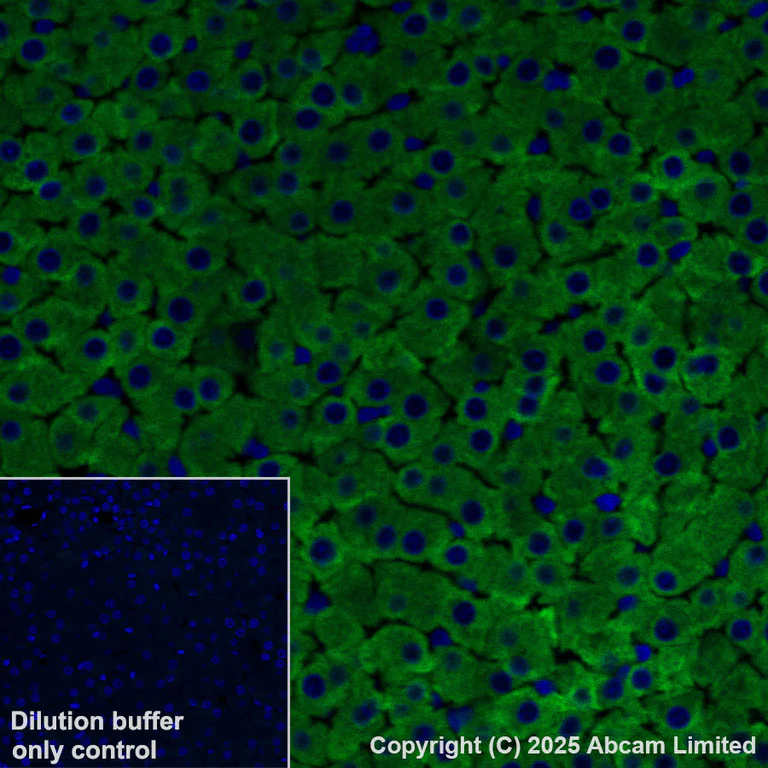 Immunohistochemistry (Formalin/PFA-fixed paraffin-embedded sections) - Alexa Fluor® 488 Anti-CYP21A2 antibody [EPR29787-27] (AB325700)