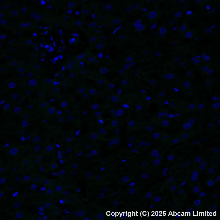 Immunohistochemistry (Formalin/PFA-fixed paraffin-embedded sections) - Alexa Fluor® 488 Anti-CYP21A2 antibody [EPR29787-27] (AB325700)