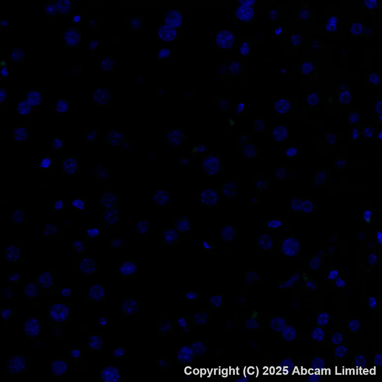 Immunohistochemistry (Formalin/PFA-fixed paraffin-embedded sections) - Alexa Fluor® 488 Anti-CYP21A2 antibody [EPR29787-27] (AB325700)