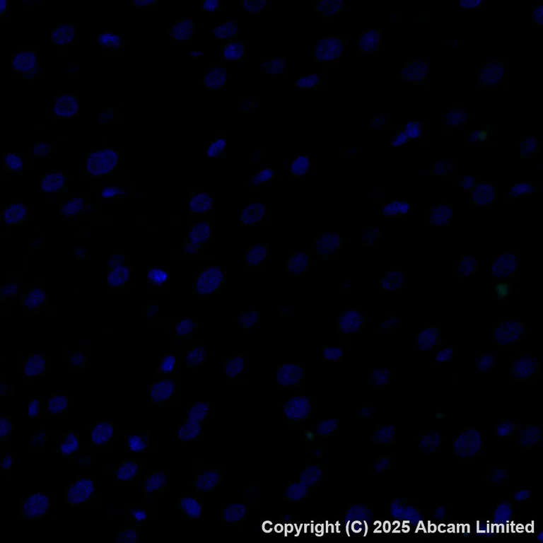 Immunohistochemistry (Formalin/PFA-fixed paraffin-embedded sections) - Alexa Fluor® 488 Anti-CYP21A2 antibody [EPR29787-27] (AB325700)