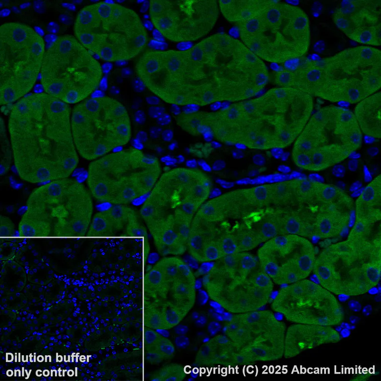 Immunohistochemistry (Formalin/PFA-fixed paraffin-embedded sections) - Alexa Fluor® 488 Anti-Cystathionase/CTH antibody [EPR29620-93] (AB325378)