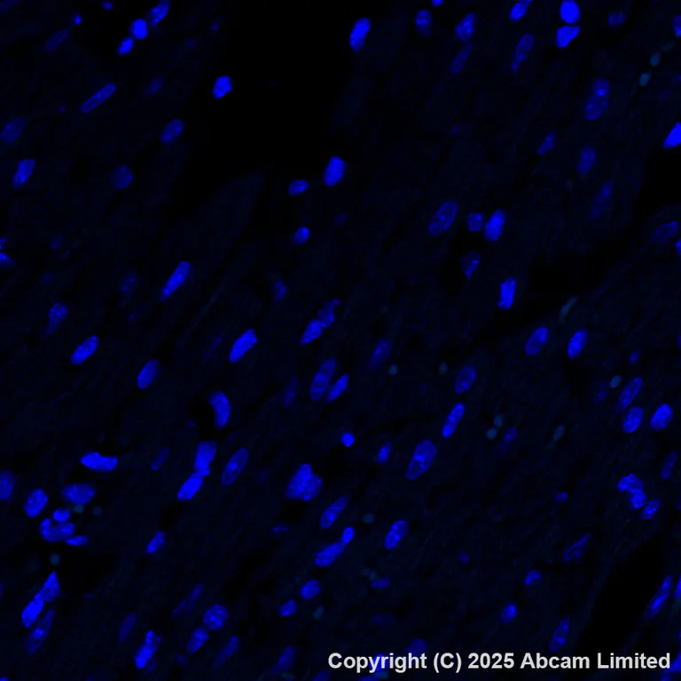 Immunohistochemistry (Formalin/PFA-fixed paraffin-embedded sections) - Alexa Fluor® 488 Anti-Cystathionase/CTH antibody [EPR29620-93] (AB325378)