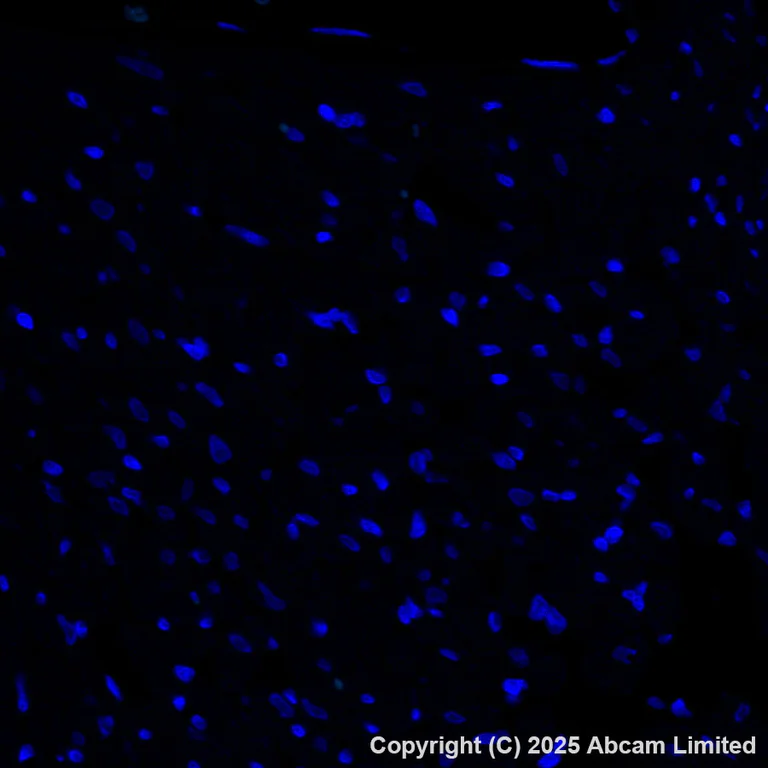 Immunohistochemistry (Formalin/PFA-fixed paraffin-embedded sections) - Alexa Fluor® 488 Anti-Cystathionase/CTH antibody [EPR29620-93] (AB325378)
