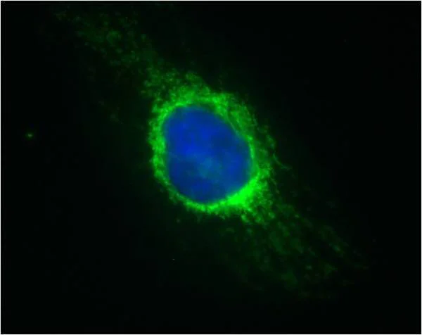 Immunocytochemistry/ Immunofluorescence - Alexa Fluor® 488 Anti-Cytochrome C antibody [37BA11] (AB154476)