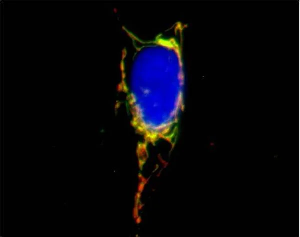 Immunocytochemistry/ Immunofluorescence - Alexa Fluor® 488 Anti-Cytochrome C antibody [37BA11] (AB154476)