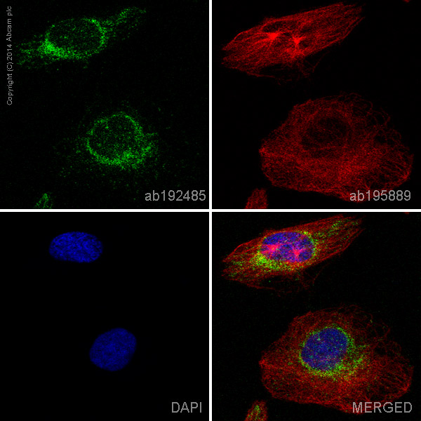 Immunocytochemistry/ Immunofluorescence - Alexa Fluor® 488 Anti-Cytochrome C antibody [EPR1327] (AB192485), expandable thumbnail