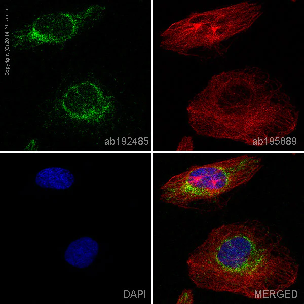 Immunocytochemistry/ Immunofluorescence - Alexa Fluor® 488 Anti-Cytochrome C antibody [EPR1327] (AB192485)
