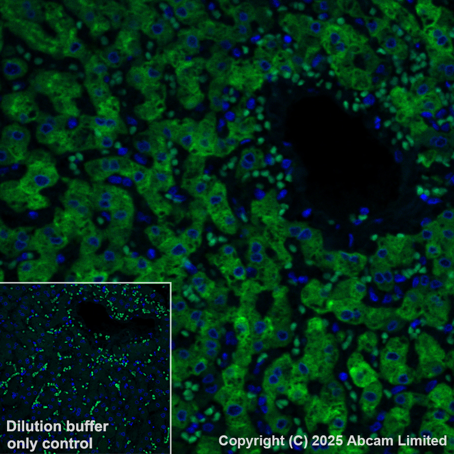 Immunohistochemistry (Formalin/PFA-fixed paraffin-embedded sections) - Alexa Fluor® 488 Anti-Cytochrome P450 3A4/CYP3A4 antibody [EPR6202] (AB323440), expandable thumbnail