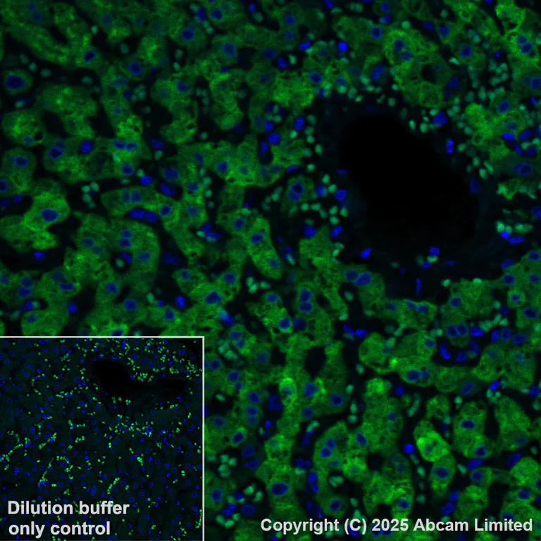Immunohistochemistry (Formalin/PFA-fixed paraffin-embedded sections) - Alexa Fluor® 488 Anti-Cytochrome P450 3A4/CYP3A4 antibody [EPR6202] (AB323440)