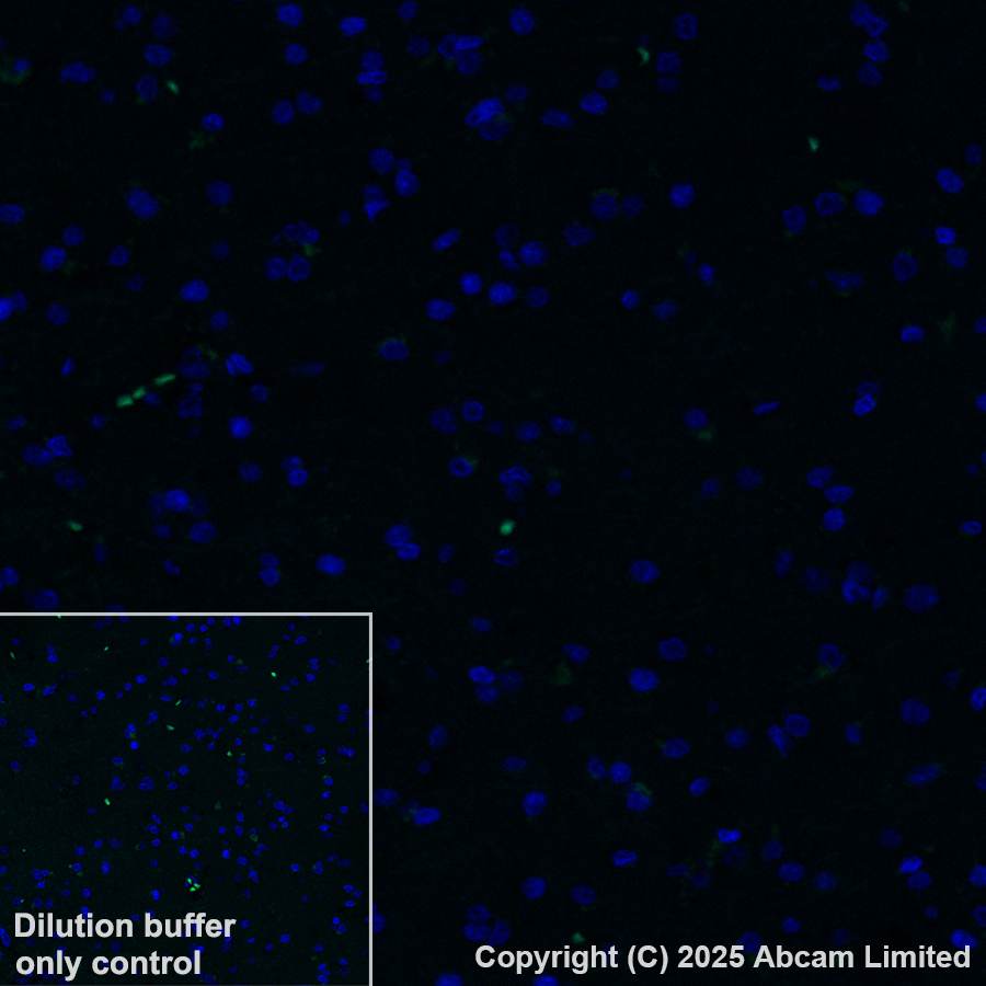Immunohistochemistry (Formalin/PFA-fixed paraffin-embedded sections) - Alexa Fluor® 488 Anti-Cytochrome P450 3A4/CYP3A4 antibody [EPR6202] (AB323440), expandable thumbnail