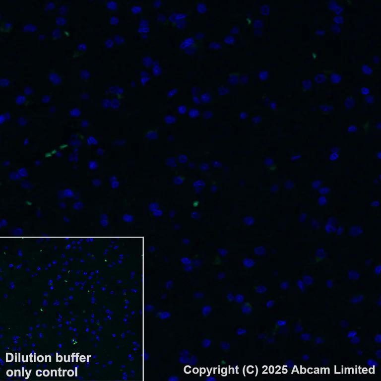 Immunohistochemistry (Formalin/PFA-fixed paraffin-embedded sections) - Alexa Fluor® 488 Anti-Cytochrome P450 3A4/CYP3A4 antibody [EPR6202] (AB323440)