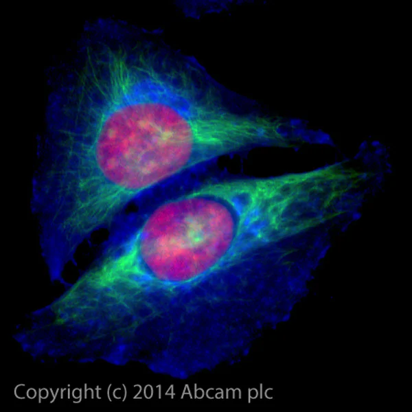 Immunocytochemistry/ Immunofluorescence - Alexa Fluor® 488 Anti-Cytokeratin 17 antibody [EP1623] - Cytoskeleton Marker (AB185032)