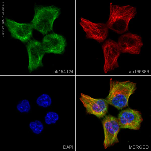 Immunocytochemistry/ Immunofluorescence - Alexa Fluor® 488 Anti-Cytokeratin 18 antibody [E431-1] (AB194124)