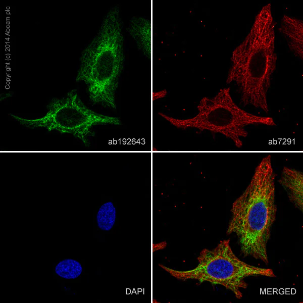 Immunocytochemistry/ Immunofluorescence - Alexa Fluor® 488 Anti-Cytokeratin 19 antibody [EP1580Y] (AB192643)
