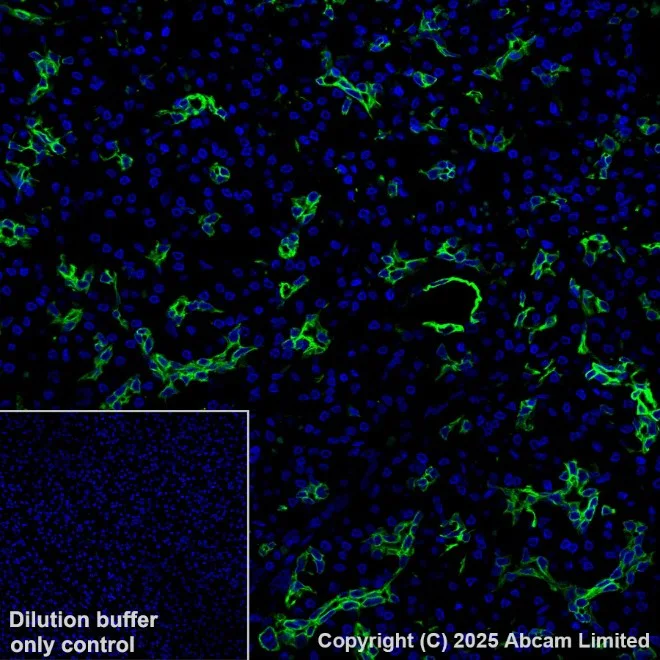 Immunohistochemistry paraffin embedded sections - Alexa Fluor® 488 Anti-Cytokeratin 19 antibody [EP1580Y] (AB192643)