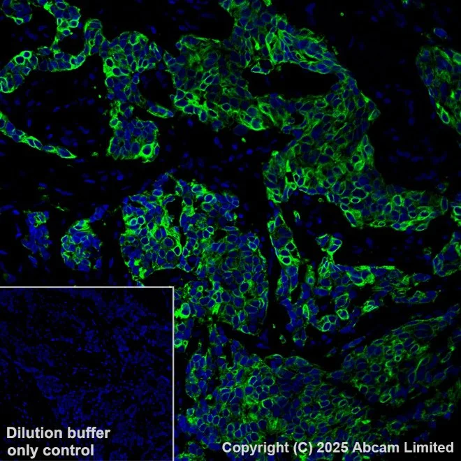 Alexa Fluor® 488 conjugated Anti-Cytokeratin 19 antibody [EP1580Y