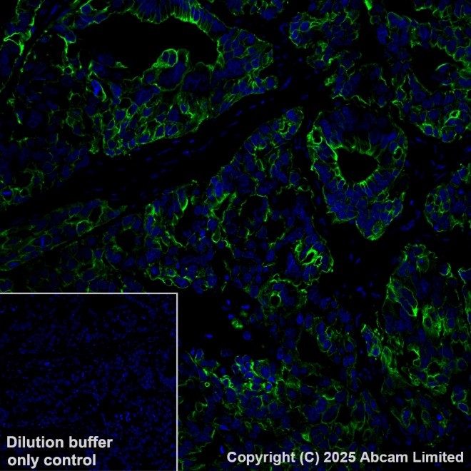 Immunohistochemistry paraffin embedded sections - Alexa Fluor® 488 Anti-Cytokeratin 19 antibody [EP1580Y] (AB192643)