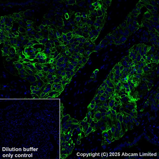 Alexa Fluor® 488 conjugated Anti-Cytokeratin 19 antibody [EP1580Y