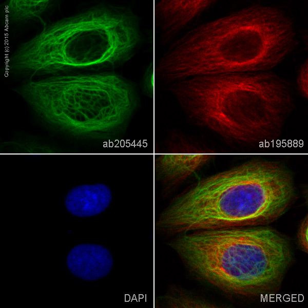 Immunocytochemistry/ Immunofluorescence - Alexa Fluor® 488 Anti-Cytokeratin 19 antibody [EPR1579Y] (AB205445), expandable thumbnail