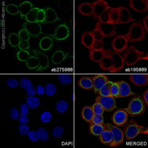 Immunocytochemistry/ Immunofluorescence - Alexa Fluor® 488 Anti-Cytokeratin 20 antibody [EPR1622Y] (AB275988)