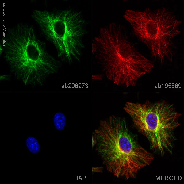 Immunocytochemistry/ Immunofluorescence - Alexa Fluor® 488 Anti-Cytokeratin 7 antibody [EPR17078] (AB208273)