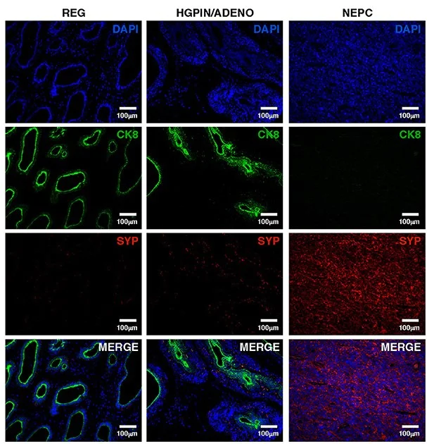 おまとめ【fl482】【q466】【cel1】 Alexa Fluor® 488 conjugated Anti-Cytokeratin 8 antibody