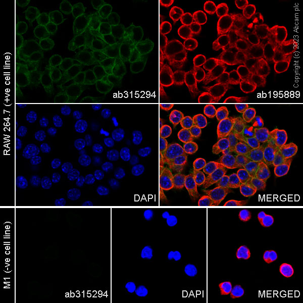 Immunocytochemistry/ Immunofluorescence - Alexa Fluor® 488 Anti-DAP12 antibody [EPR24244-76] (AB315294), expandable thumbnail