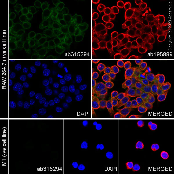 Immunocytochemistry/ Immunofluorescence - Alexa Fluor® 488 Anti-DAP12 antibody [EPR24244-76] (AB315294)