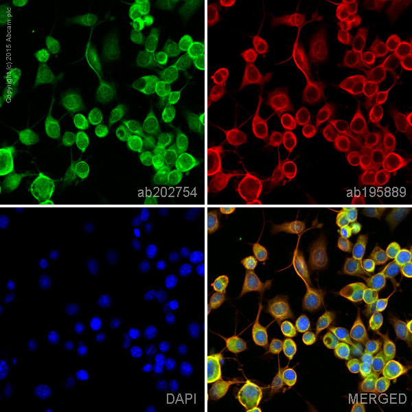Immunocytochemistry/ Immunofluorescence - Alexa Fluor® 488 Anti-DCAMKL1 antibody [EPR6085] (AB202754), expandable thumbnail