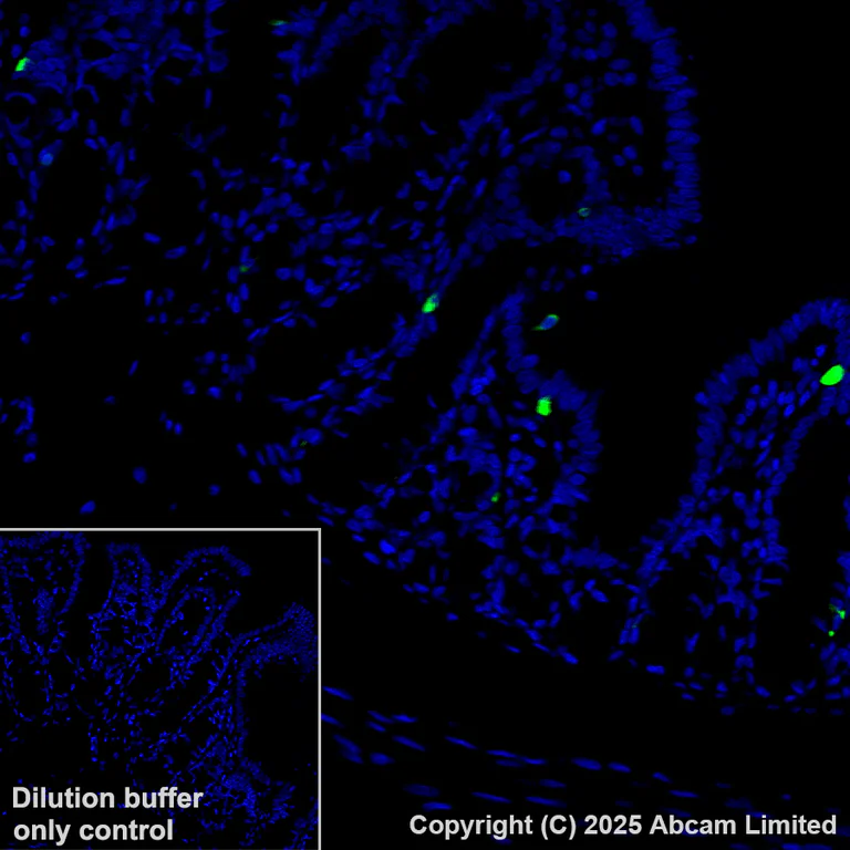 Immunohistochemistry (Formalin/PFA-fixed paraffin-embedded sections) - Alexa Fluor® 488 Anti-DCAMKL1 antibody [EPR6085] (AB202754)
