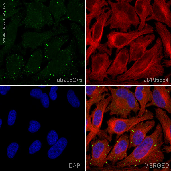 Immunocytochemistry/ Immunofluorescence - Alexa Fluor® 488 Anti-Dcp1a antibody [EPR13822] (AB208275)