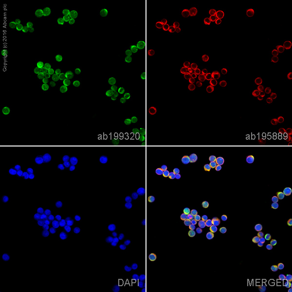 Immunocytochemistry/ Immunofluorescence - Alexa Fluor® 488 Anti-DcR1 antibody [EPR6162] (AB199320)