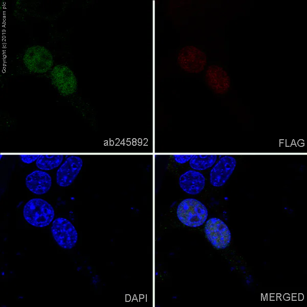 Immunocytochemistry/ Immunofluorescence - Alexa Fluor® 488 Anti-DDDDK tag (Binds to FLAG® tag sequence) antibody [EPR20018-251] (AB245892)
