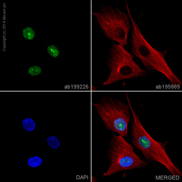 Immunocytochemistry/ Immunofluorescence - Alexa Fluor® 488 Anti-DDX5 antibody [EPR7239] (AB199226)