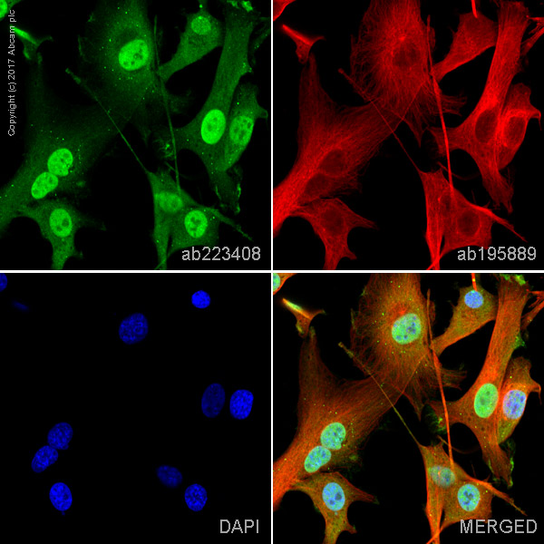 Immunocytochemistry/ Immunofluorescence - Alexa Fluor® 488 Anti-Dlx5 antibody [EPR4488] (AB223408)
