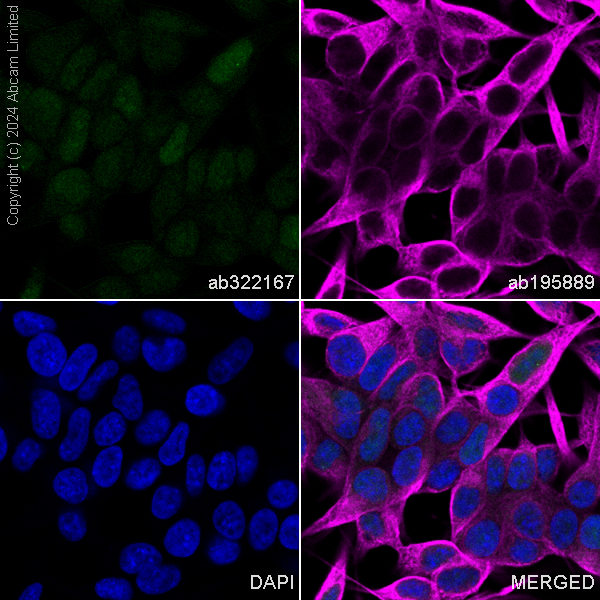 Immunocytochemistry/ Immunofluorescence - Alexa Fluor® 488 Anti-DNAJB6 antibody [EPR17122] - N-terminal (AB322167), expandable thumbnail