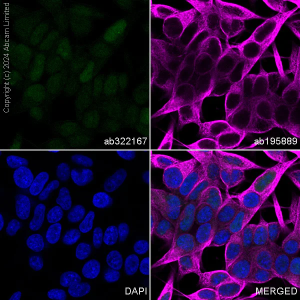 Immunocytochemistry/ Immunofluorescence - Alexa Fluor® 488 Anti-DNAJB6 antibody [EPR17122] - N-terminal (AB322167)
