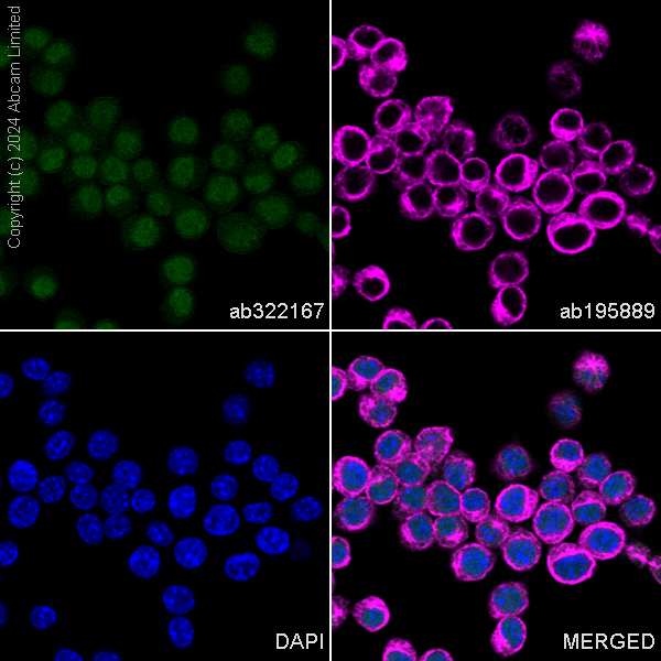 Immunocytochemistry/ Immunofluorescence - Alexa Fluor® 488 Anti-DNAJB6 antibody [EPR17122] - N-terminal (AB322167), expandable thumbnail