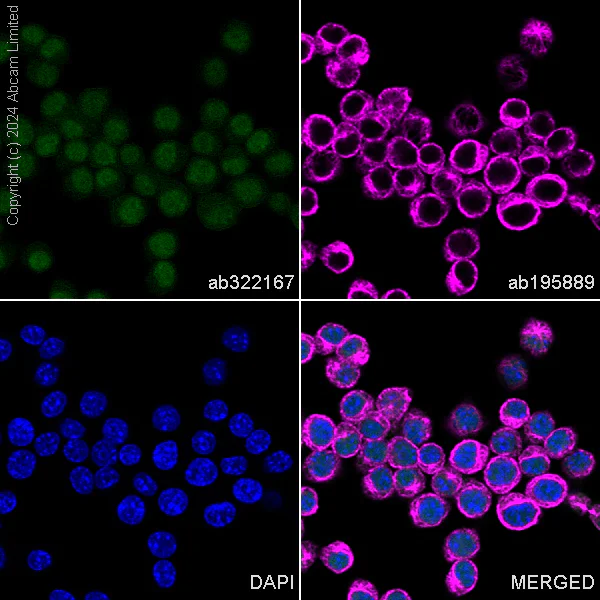 Immunocytochemistry/ Immunofluorescence - Alexa Fluor® 488 Anti-DNAJB6 antibody [EPR17122] - N-terminal (AB322167)