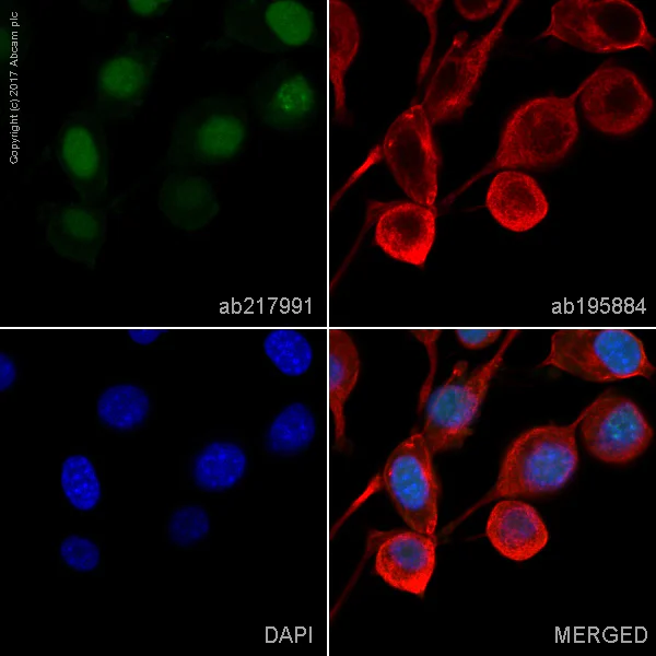 Immunocytochemistry/ Immunofluorescence - Alexa Fluor® 488 Anti-Dnmt1 antibody [EPR18453] (AB217991)